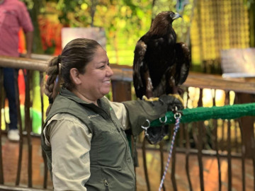 Impulsa Comisión de Parques la preservación del jaguar y su hábitat