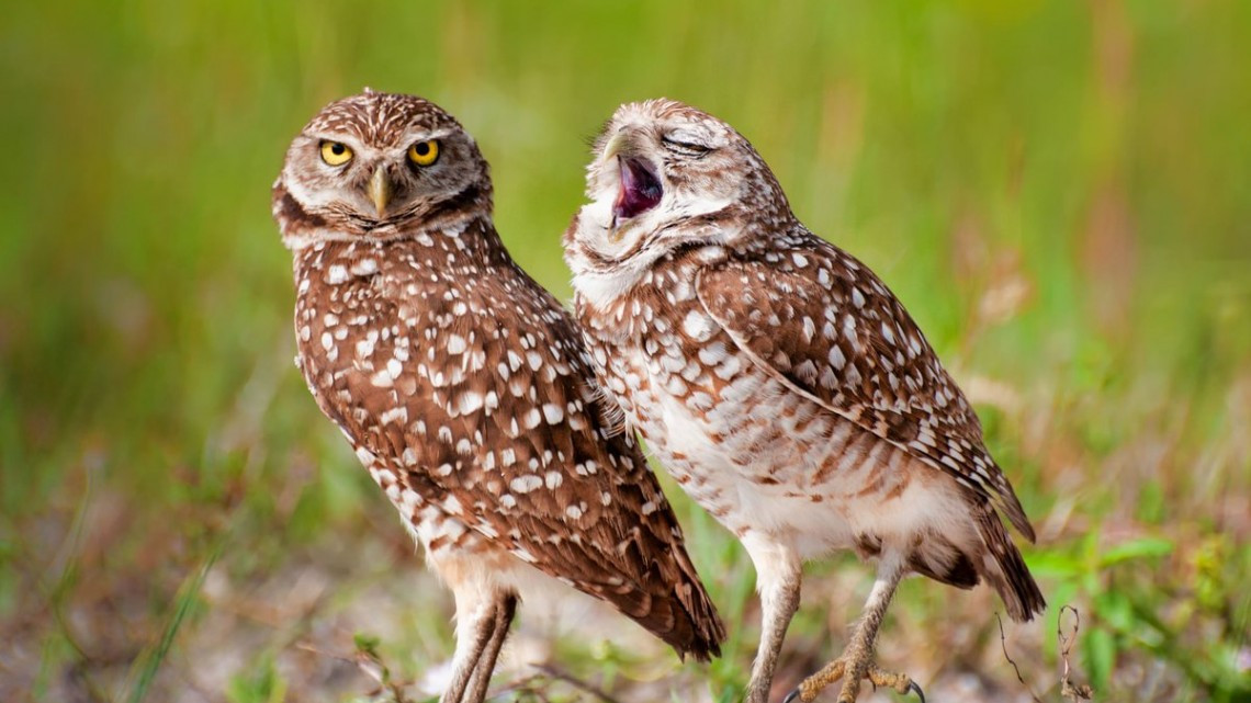 Las fotos más cómicas de la naturaleza