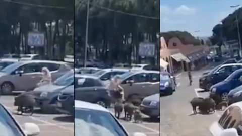 Manada de jabalíes rodean a mujer y le roban el mandado