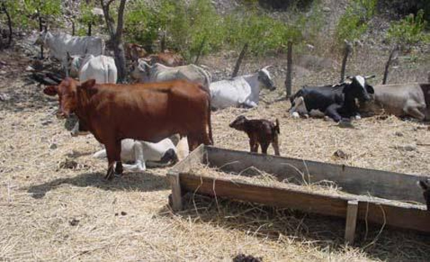 Preocupa calor a ganaderos