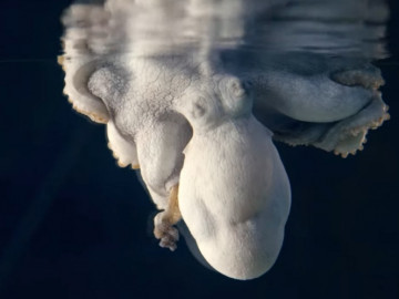 Pulpo cambia de color mientras sueña