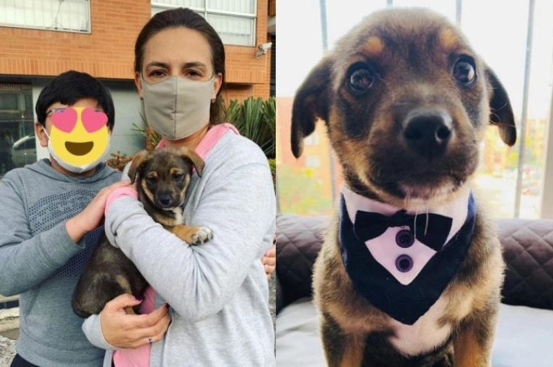 ¡Buenas noticias! Adoptan a Vicente, perrito que habían dejado “vestido y alborotado”