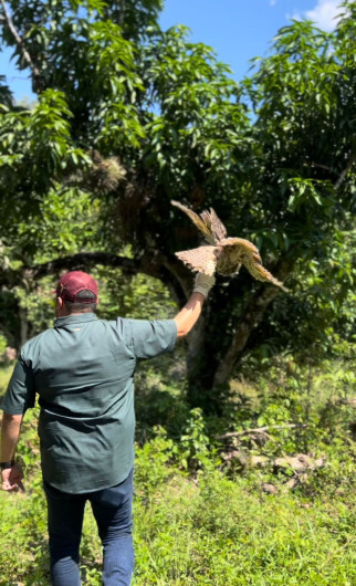 Libera la Comisión de Parques búhos, linces, ocelote y osezna