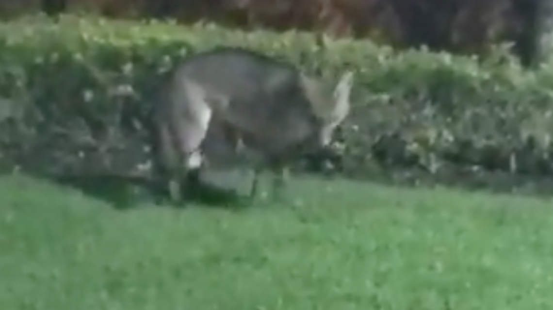 La naturaleza se abre paso por el coronavirus 