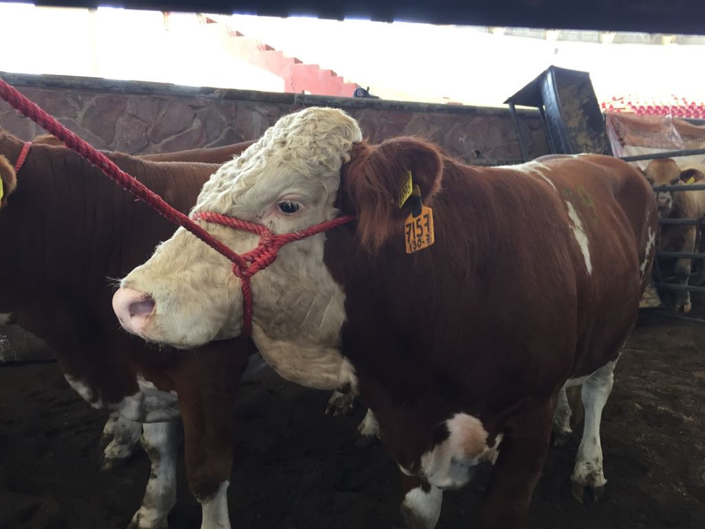 Sortean 150 sementales para mejoramiento genético