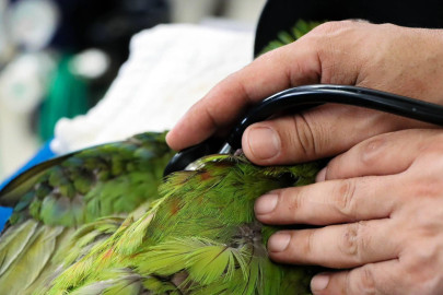 Comisión de Parques punto clave para preservar fauna silvestre en Tamaulipas