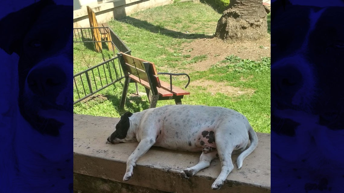 El "perro vaca" que engañó a una ciudad entera