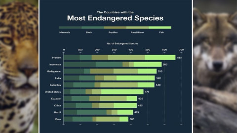 Ocupa México el primer lugar con más especies en peligro de extinción en el mundo