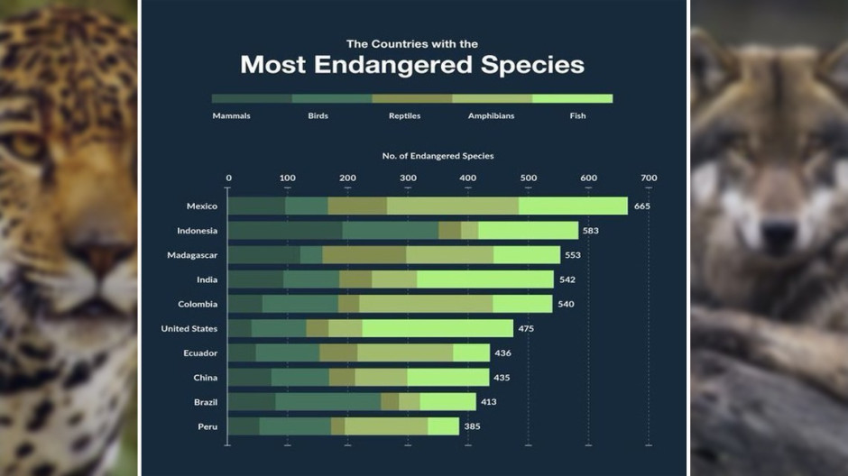  Ocupa México el primer lugar con más especies en peligro de extinción en el mundo