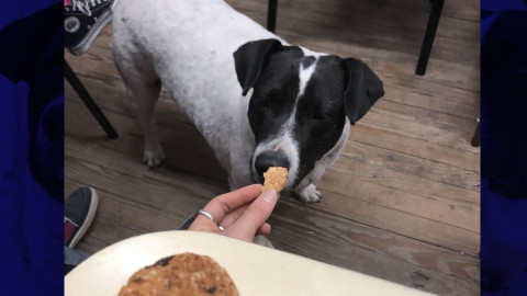 El "perro vaca" que engañó a una ciudad entera