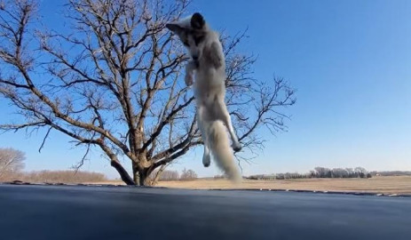 Zorro se divierte saltando en un trampolín