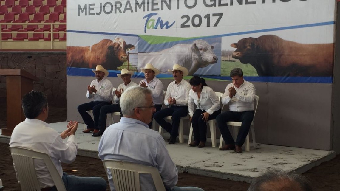 Sortean 150 sementales para mejoramiento genético