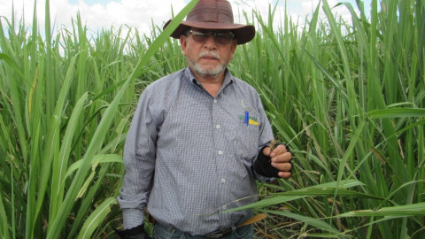 Gobierno del Estado mantiene bajo control la plaga  de langosta