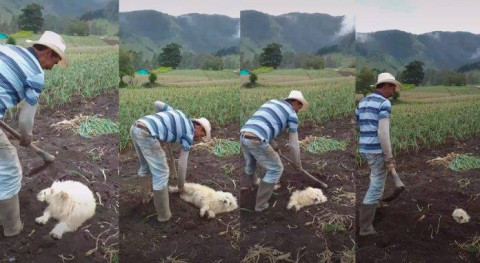 Perrito es ‘enterrado vivo’ por su dueño