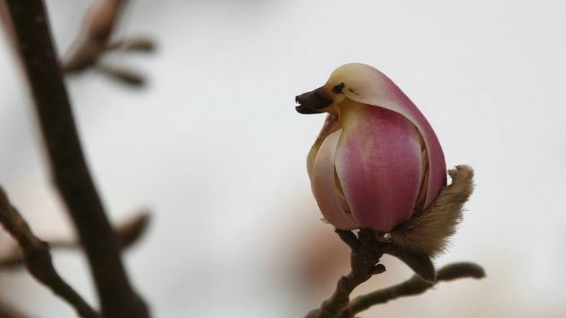 Las plantas más curiosas de la naturaleza