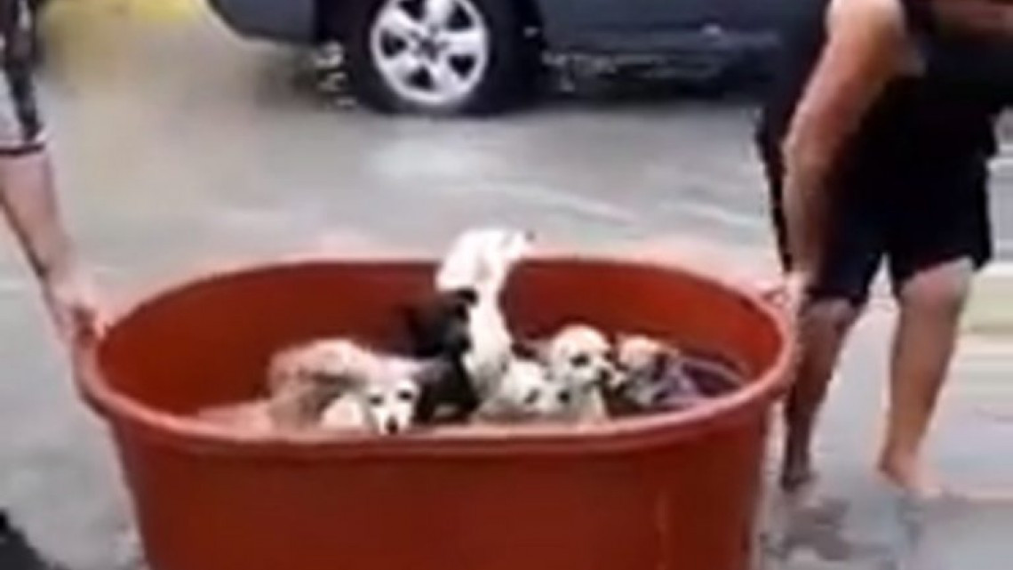 Salvan a perritos tras el paso de ‘Hanna’ en Reynosa