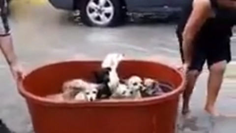 Salvan a perritos tras el paso de ‘Hanna’ en Reynosa