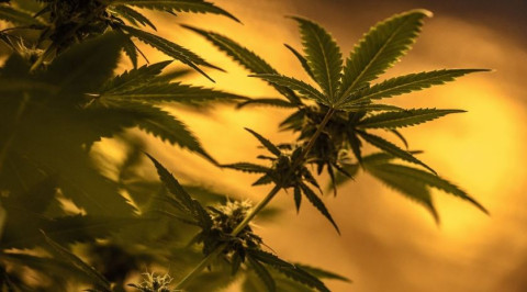 Marihuana sale de la lista de "drogas peligrosas" de la ONU