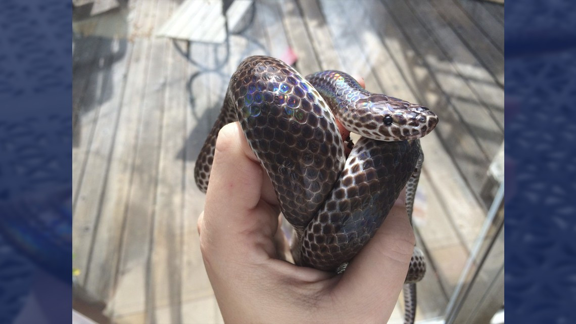 La cobra más bonita que verás hoy