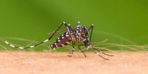 Se eleva a 40 el número de muertes por dengue en Honduras