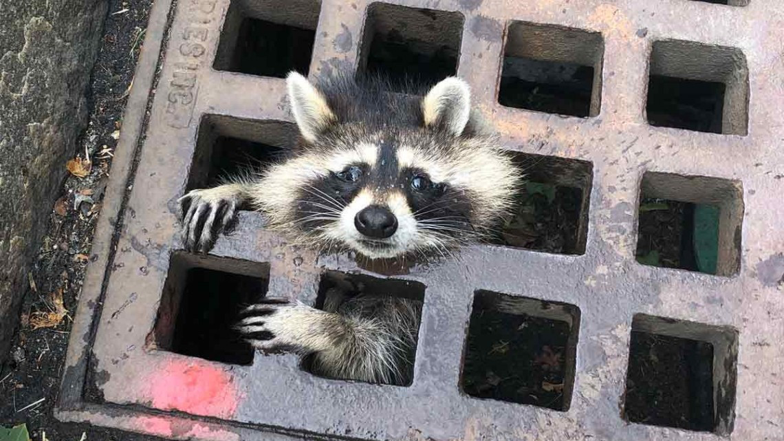 ¡Enhorabuena! Rescantan a mapache que quedó atrapado en coladera