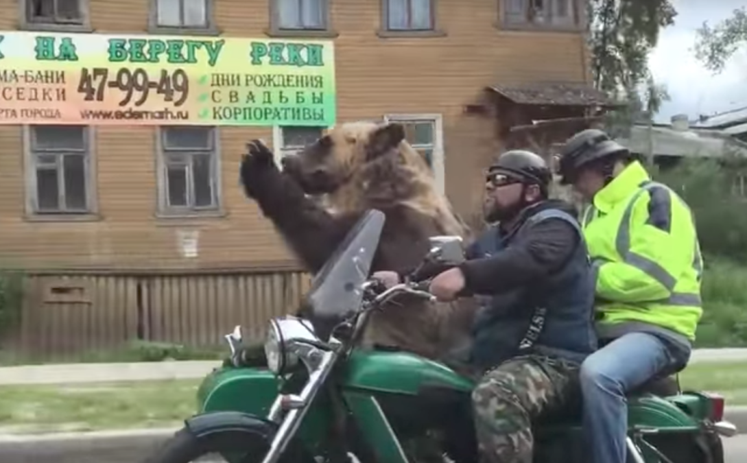 Oso viaja como copiloto en motocicleta