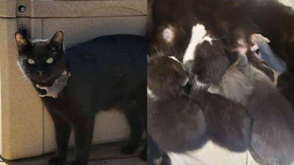 Gata adopta a zarigüeya y se cuelga sobre su cuello