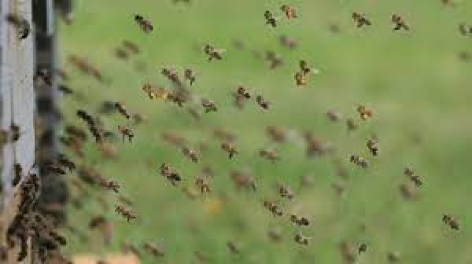 Envían a empleados del Condado Hidalgo al hospital tras más de 100 picaduras de abejas