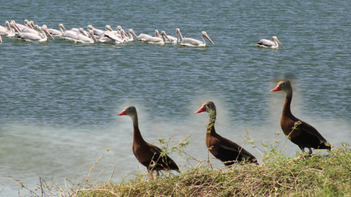 Fundamental proteger el medio ambiente y la biodiversidad: Gobierno de Tamaulipas