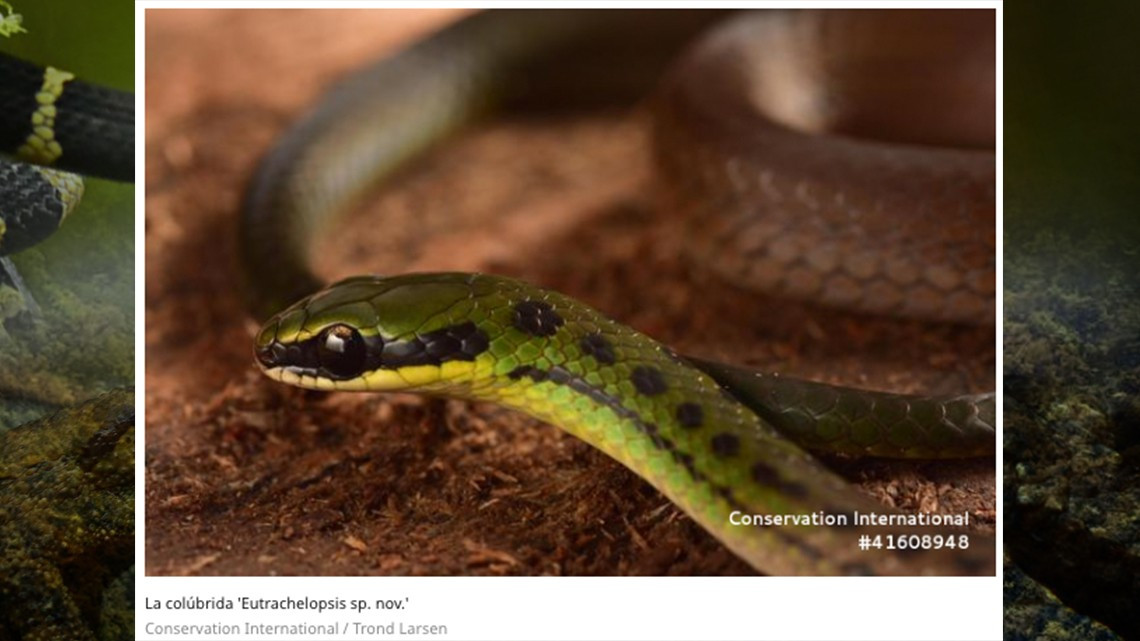 Descubren 20 nuevas especies en selvas de Bolivia