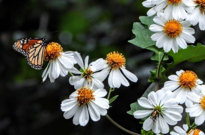 Analizarán estrategias en pro de la mariposa monarca