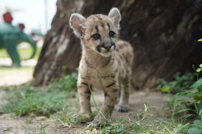 “Stormy”; la primera puma nacida en zoo de Nuevo Laredo  