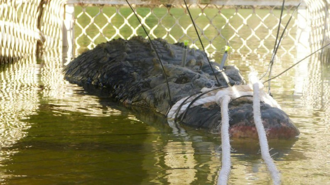 Logran capturar a cocodrilo de 600 kilos en Australia