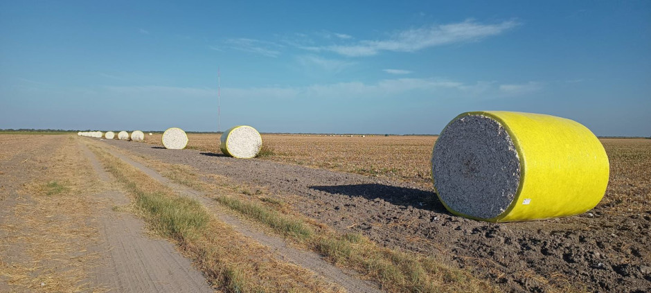 Inicio pizca del algodón en 3,749 hectáreas del norte de Tamaulipas