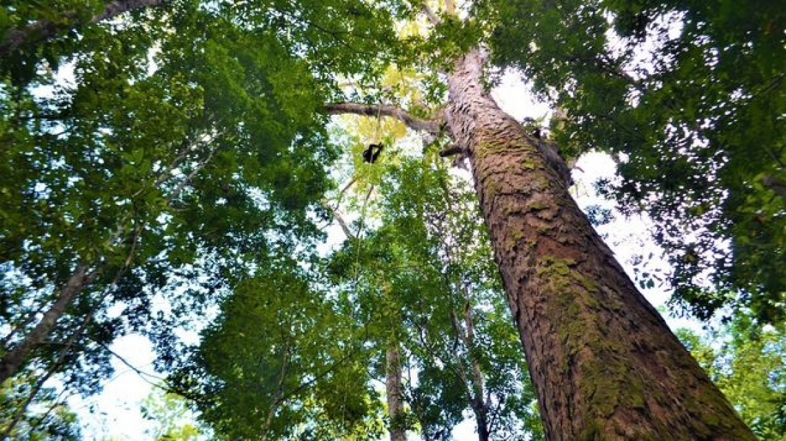 El “árbol más grande” del Amazonas, fuera del peligro de los incendios