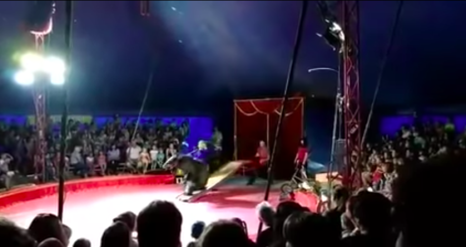 Oso ataca ferozmente a empleado de circo 