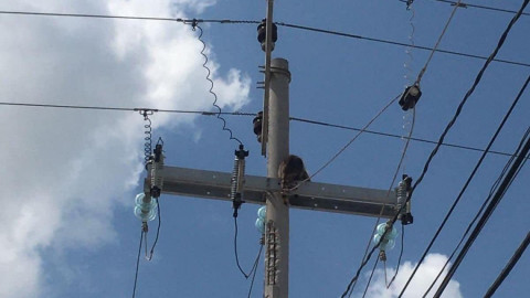 Rescatan a mapache atrapado en poste de alta tensión
