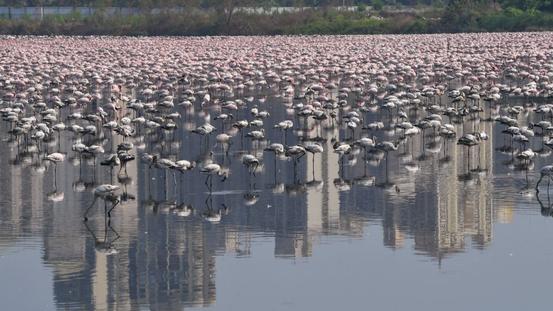 Miles de flamencos crean 'mar rosa' en Bombay, India