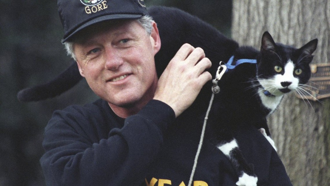 ¿Por qué se celebra el Día Internacional del Gato?