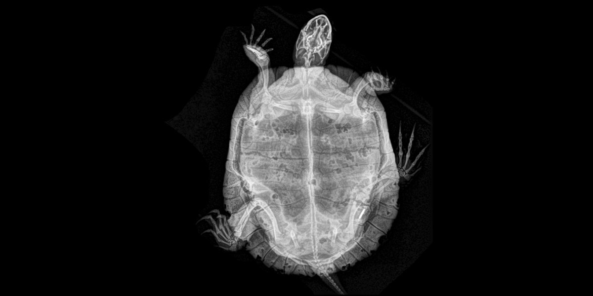 Estas radiografías te dejarán helado