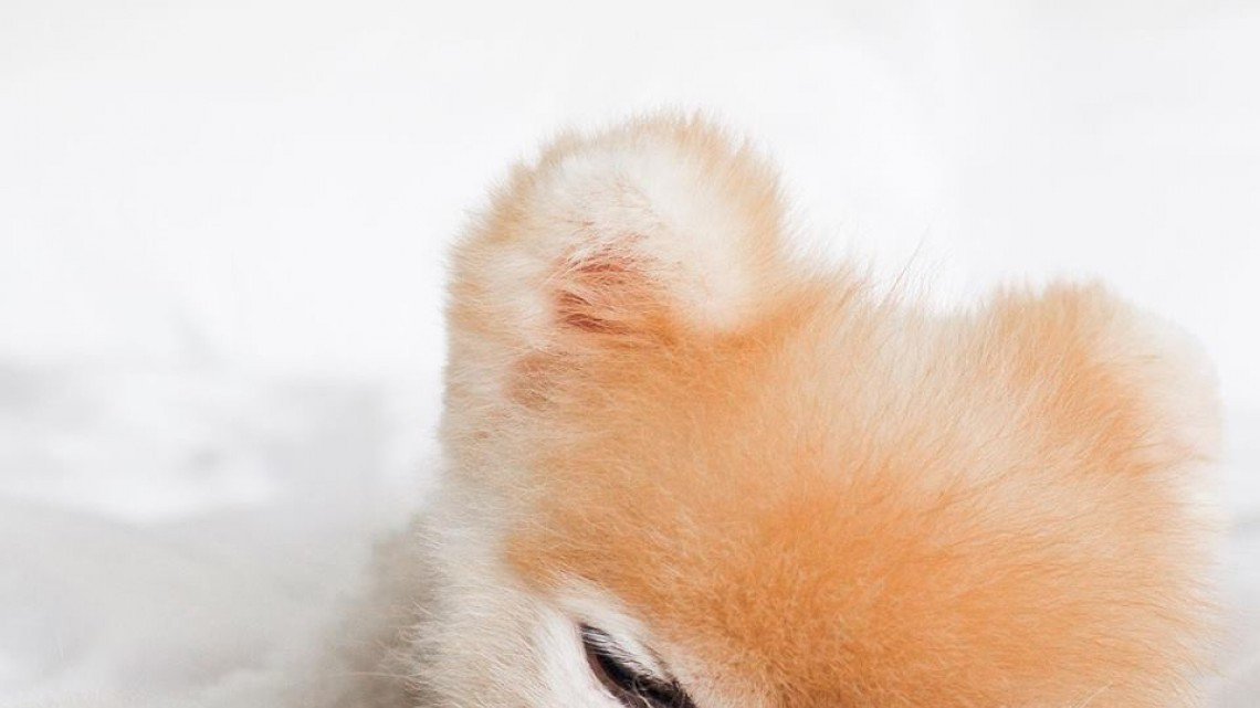 Adiós hermoso Boo, muere el perro más lindo del mundo