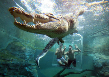 Turistas nadan con cocodrilos en "jaula de la muerte"