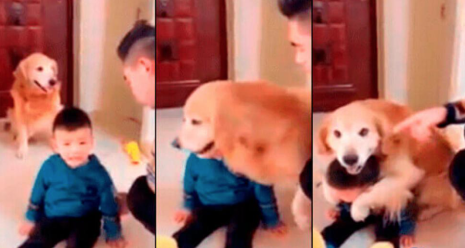 Perro protege a un niño del regaño de su padre