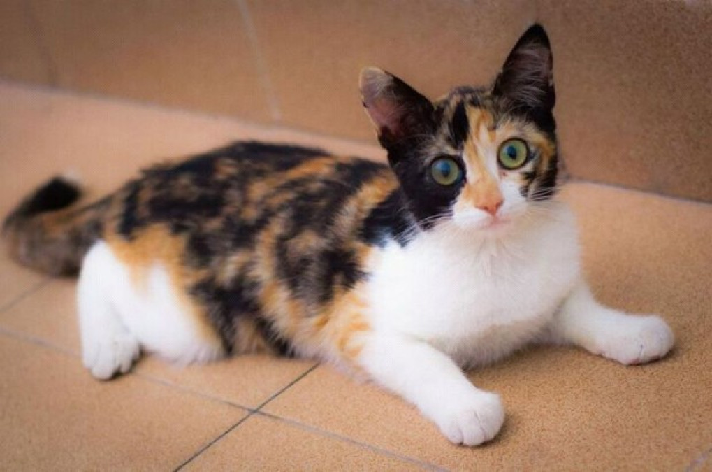 Un gato doméstico es el primer animal en Reino Unido en dar positivo a COVID-19 