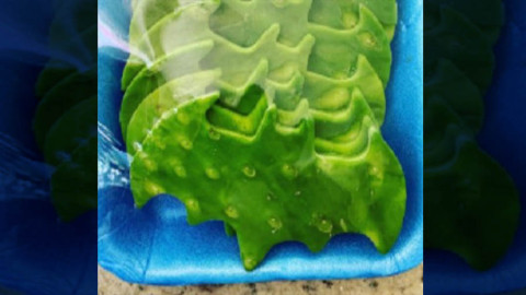 Llega la ‘Batiseñal’ ¡En forma de nopales! 