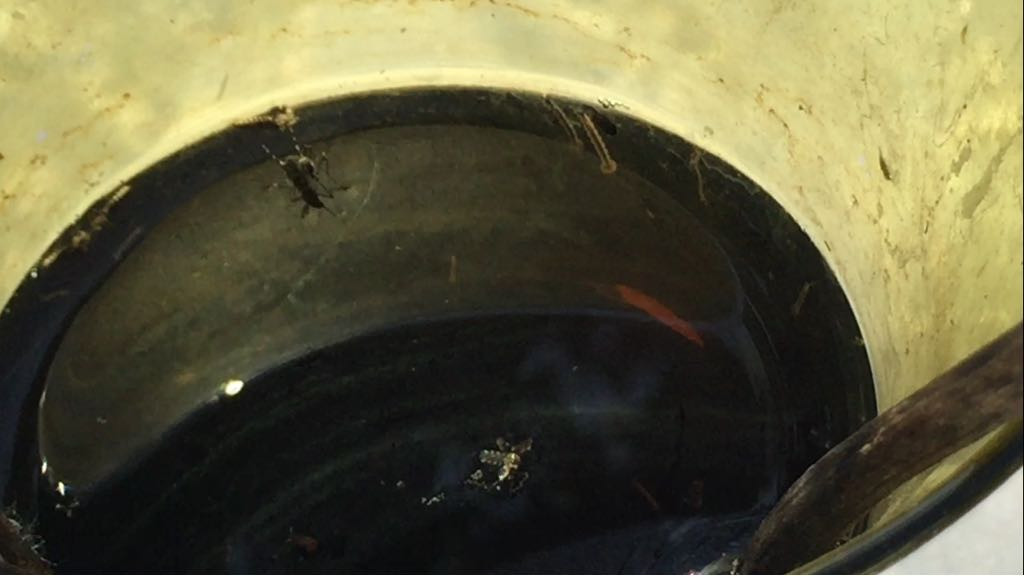 Redoblan esfuerzos en el combate al mosco, tras recientes lluvias y calor