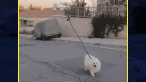 Así puedes sacar a pasear a tu perro en esta cuarentena