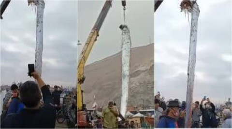 Enorme criatura marina se viraliza en TikTok 