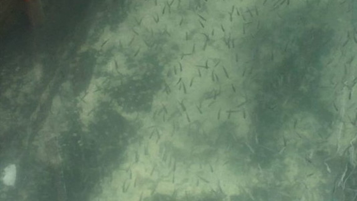 La naturaleza se abre paso por el coronavirus 