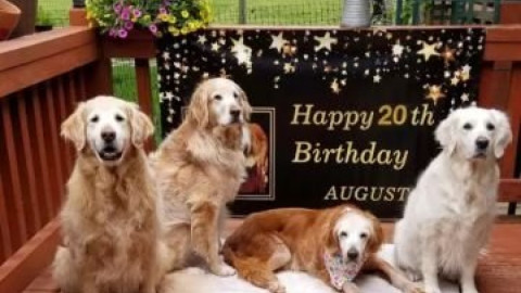 August, la perrita golden retriever más vieja de la historia
